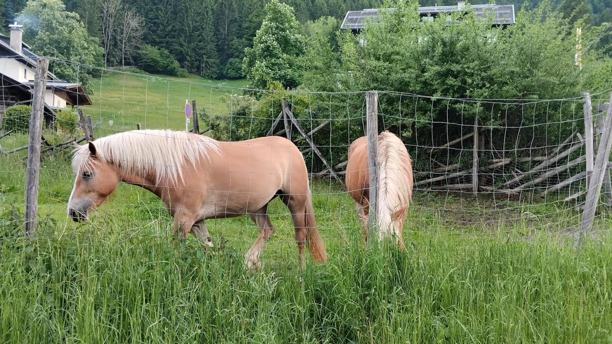 Haus Birke Apartment Weissensee Bagian luar foto
